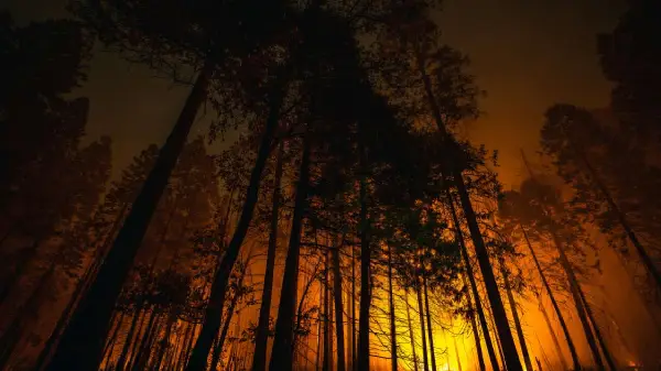 More than 80 wildfires extinguished in Ontario in past two weeks: minister   