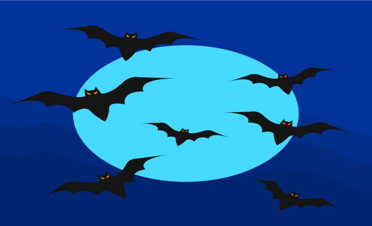 B.C. veterinarian warns of increased bat encounters after rabies-positive case