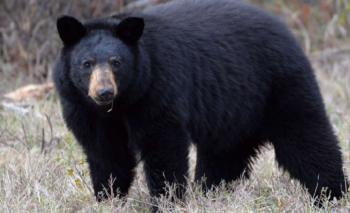 3 Year Old Girl Hospitalized After Bear Attack in Maple Ridge