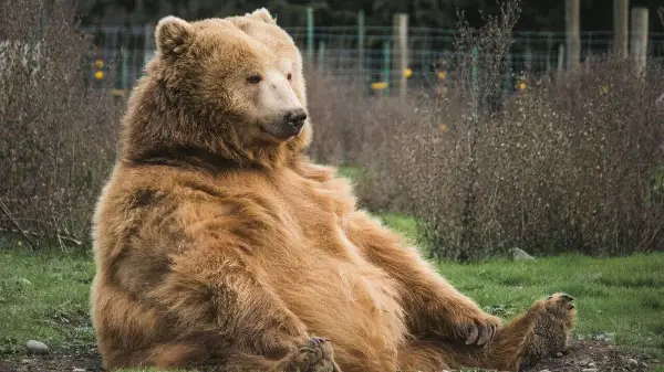 Bear incidents prompt safety warnings across western Canada