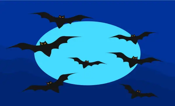 B.C. veterinarian warns of increased bat encounters after rabies-positive case
