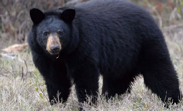 3 Year Old Girl Hospitalized After Bear Attack in Maple Ridge