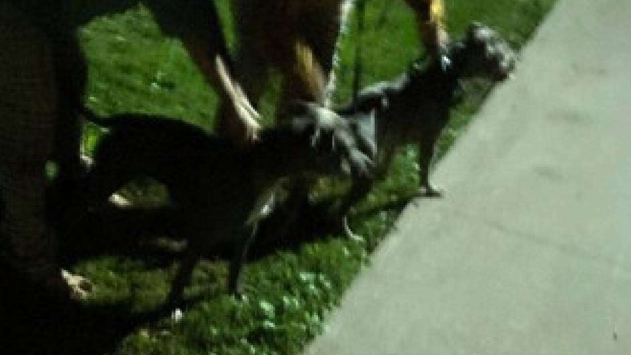 Two Dogs Located and Seized After Toronto Park Attack