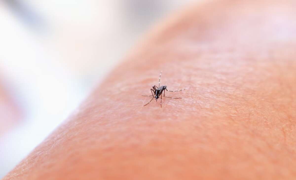 First human case of West Nile virus confirmed in Peel Region in 2026 
