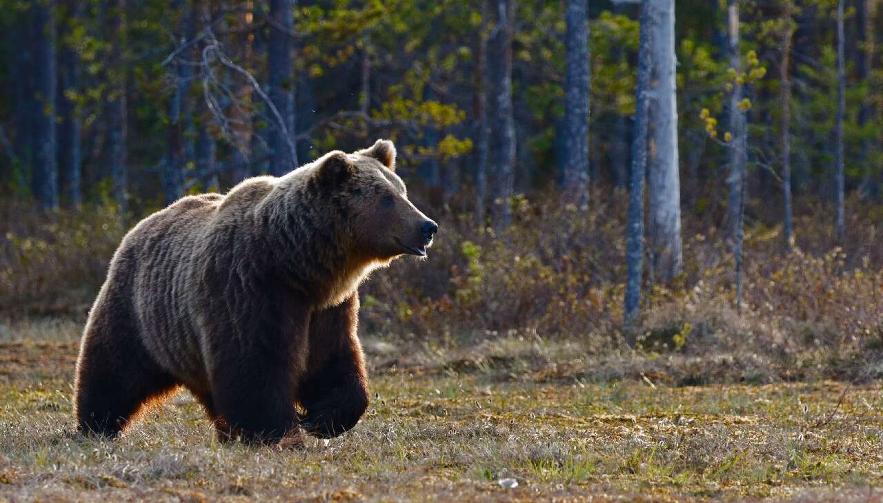 Bear warning issued for Fish Creek provincial park after multiple sightings