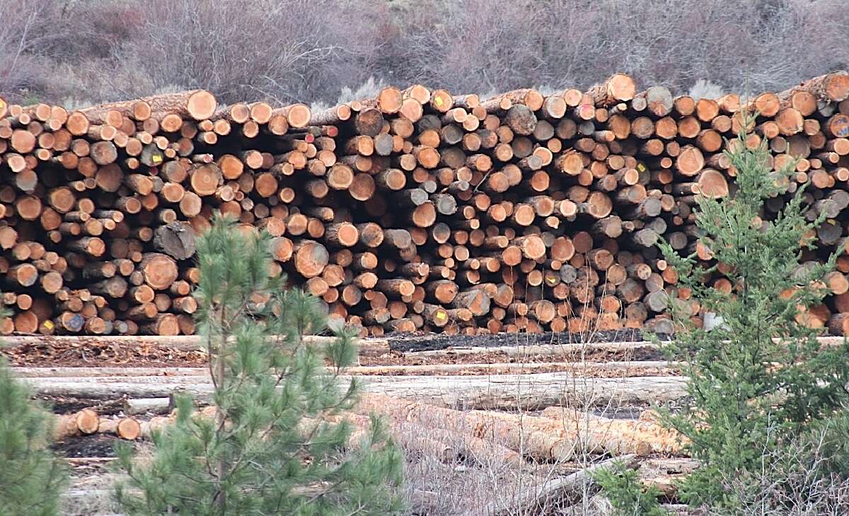 Local Forestry Sector Calls for Crisis Task Force to Save Jobs
