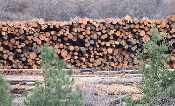 Local Forestry Sector Calls for Crisis Task Force to Save Jobs